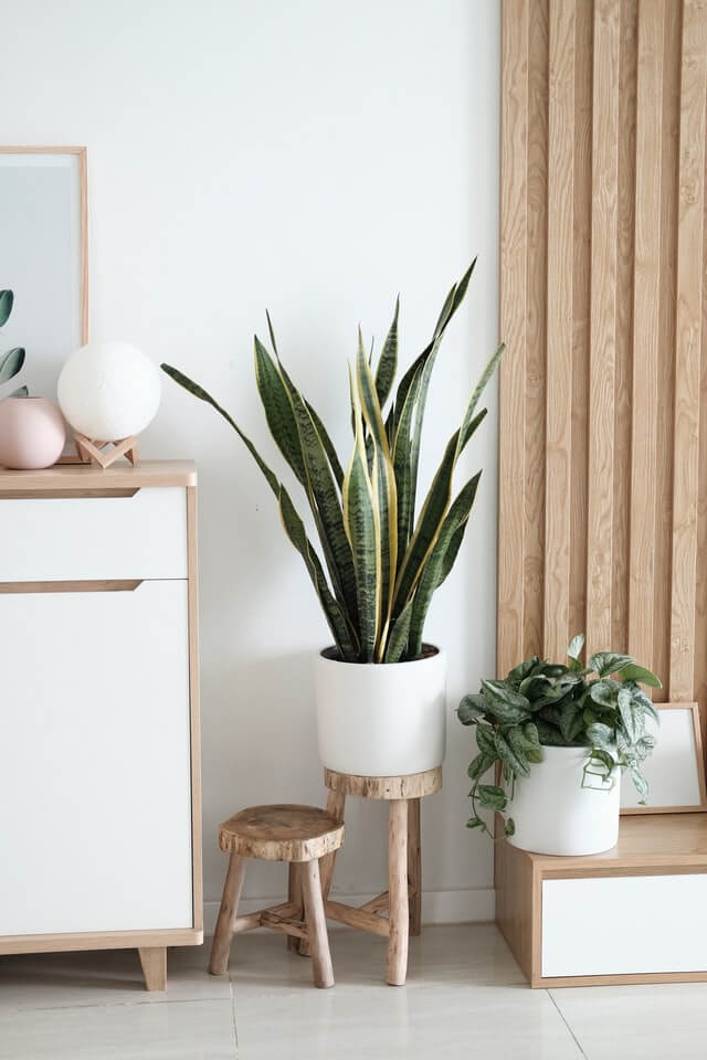 plants shop product gallery img 8 plants shop product gallery img 8